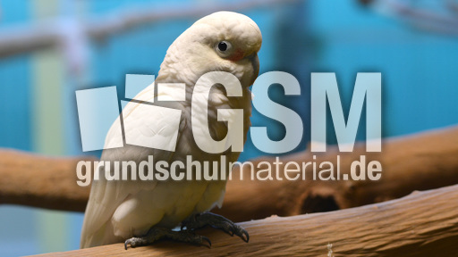 Weißhaubenkakadu (2).jpg